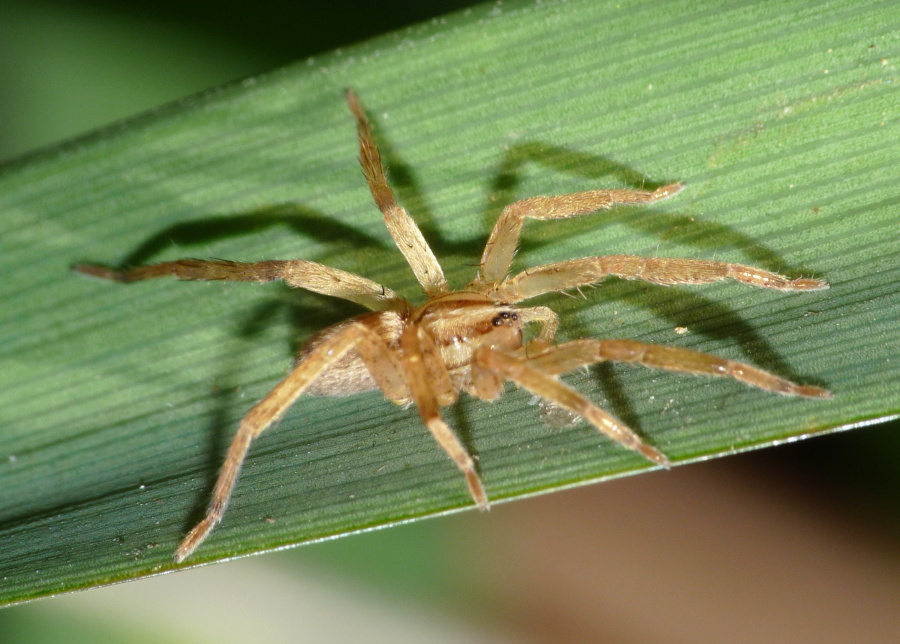 Zora sp.